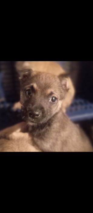 Ищем дом для сладких малышей.