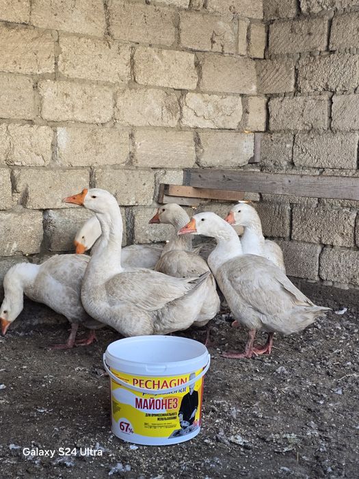 Қаз сатылады 5 шт