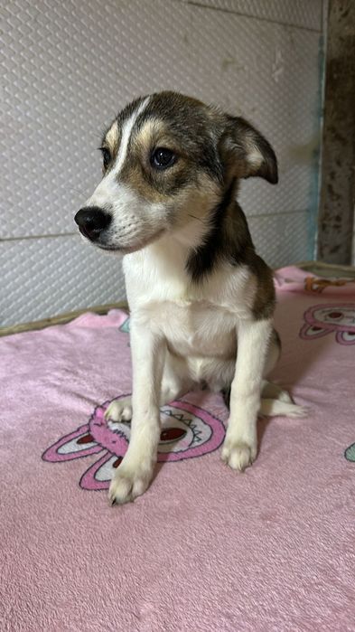 Ищу дом  щенкам королевских кровей