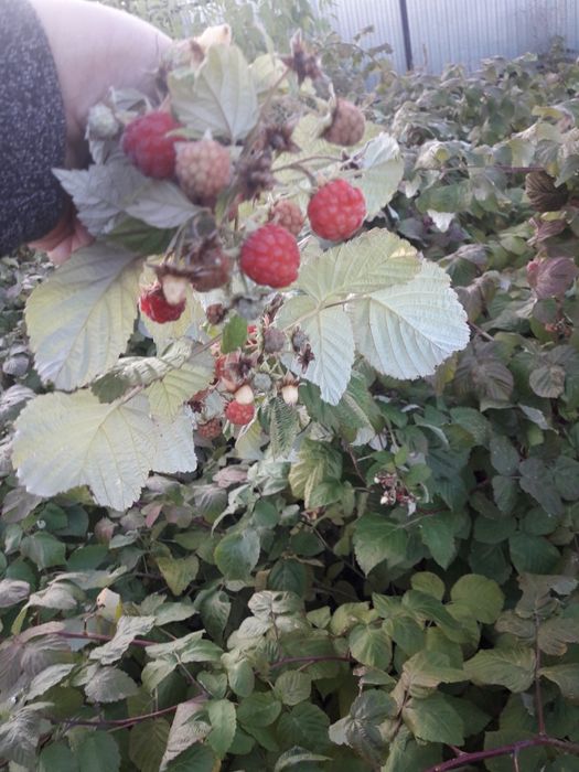 Срочно!Продам дачу