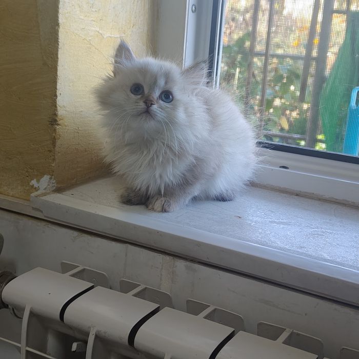 Мраморные Котята Британцы