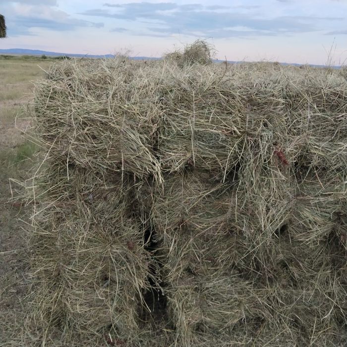 Продается сено в тюках, 1000 тенге