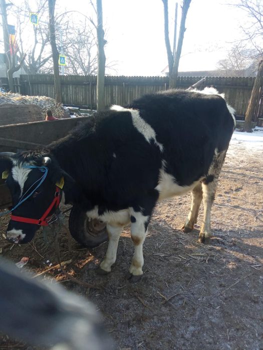 Vand vitica 2 ani gestatanta in doua luni