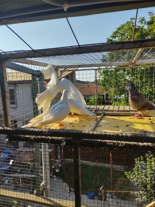 Porumbei Tippler Englez și Ciung de Ploiești