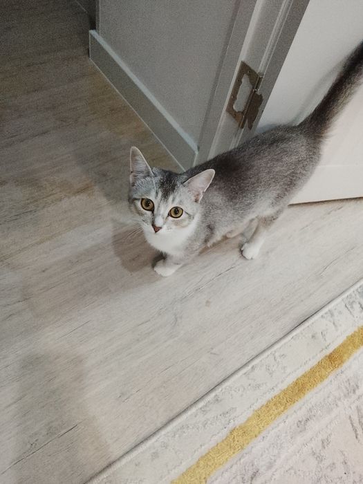 Отдам в хорошие руки