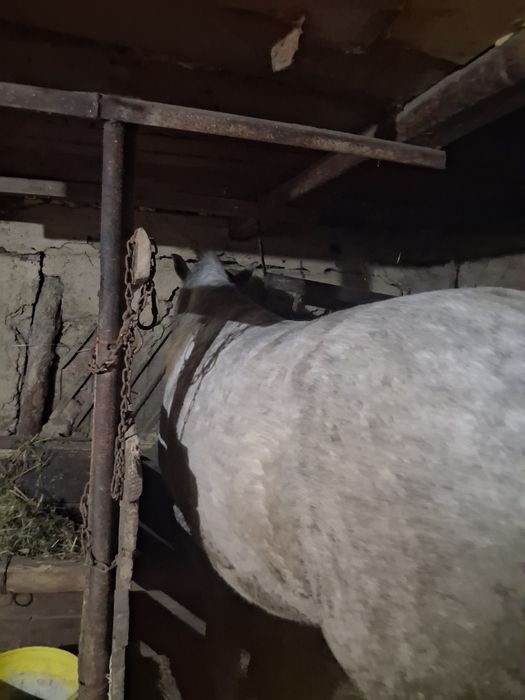 Mânză de vânzare de un an și 10 luni