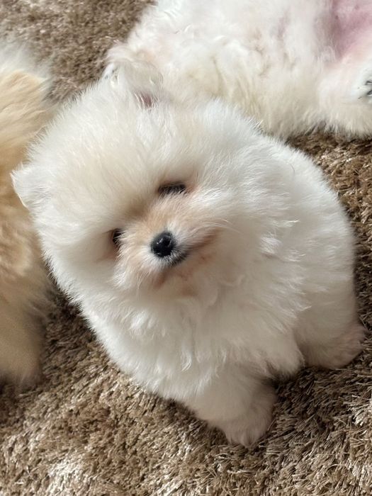 Pui pomeranianeni albi din parinti campioni