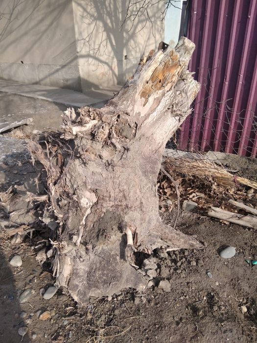 Утин сотилади дарах томирлари купкурук