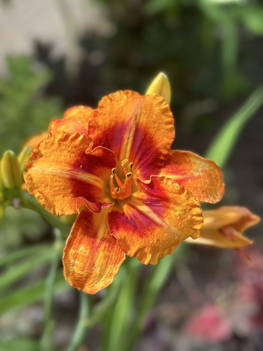 Хемерокалиси