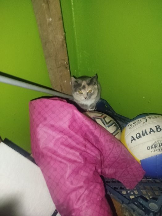 Отдается котенок