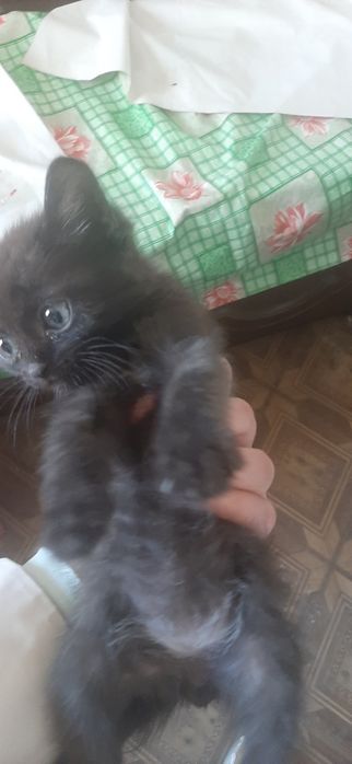 Отдам котенка в добрые руки