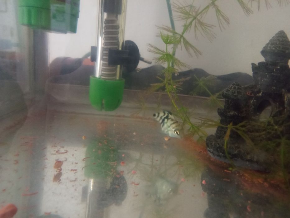 Продам гупиков и сапфировых попугаев