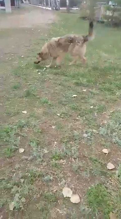 Пропали собаки. Помогите найти!