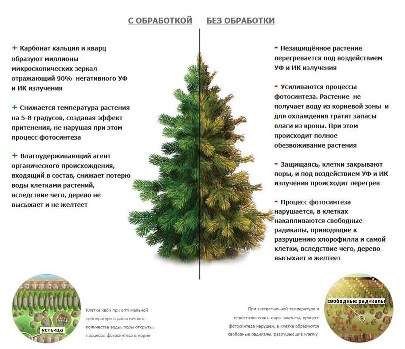 Защита хвойных от солнечных ожогов!