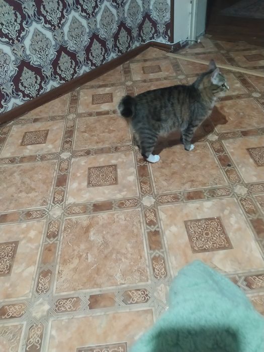 Животные кошечка