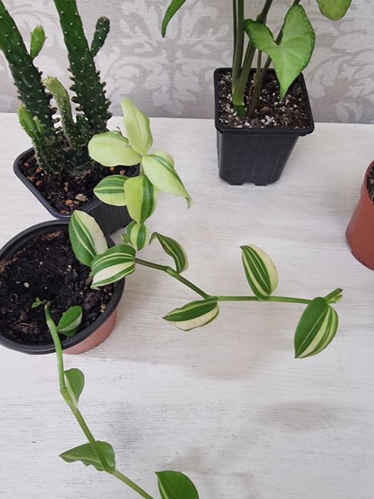 Отростки по 1000 тенге