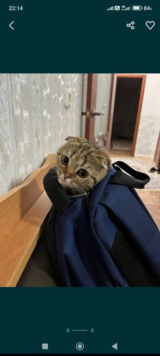 Кошка шотландская вислоухая девочка