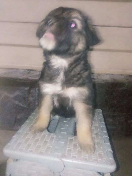 Отдам даром щенки