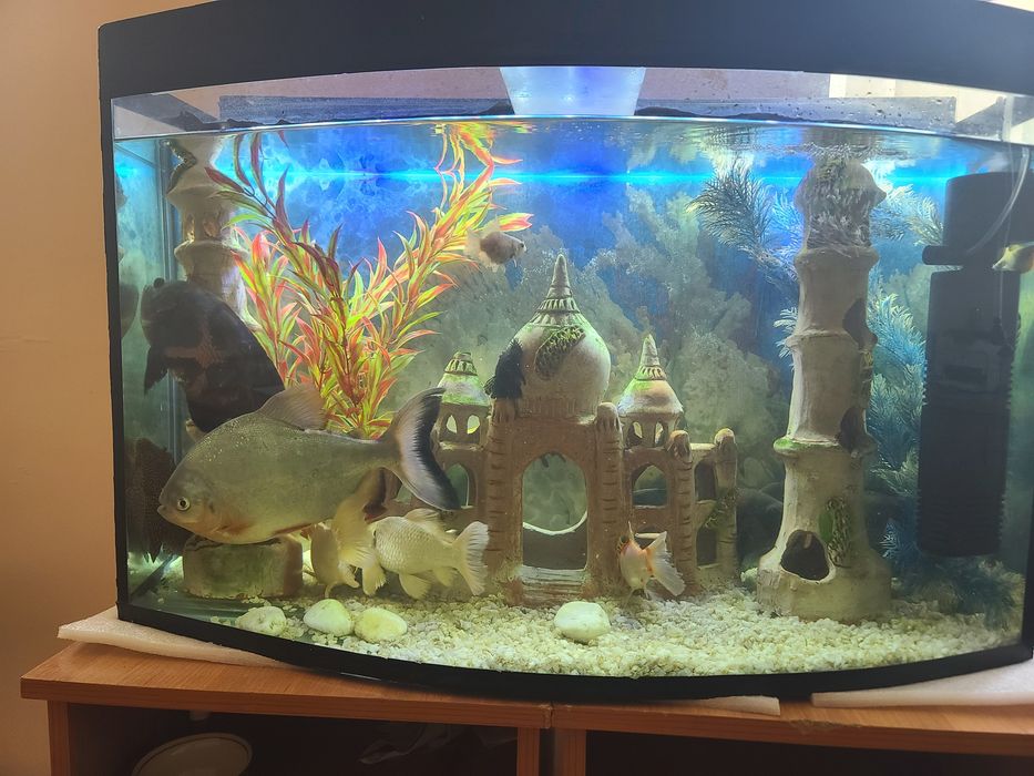 Akvarium baliqlari har xil turdagi.  O‘lchamlari katta.