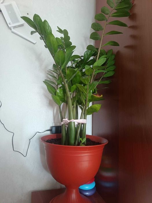 Продам долларовое дерево