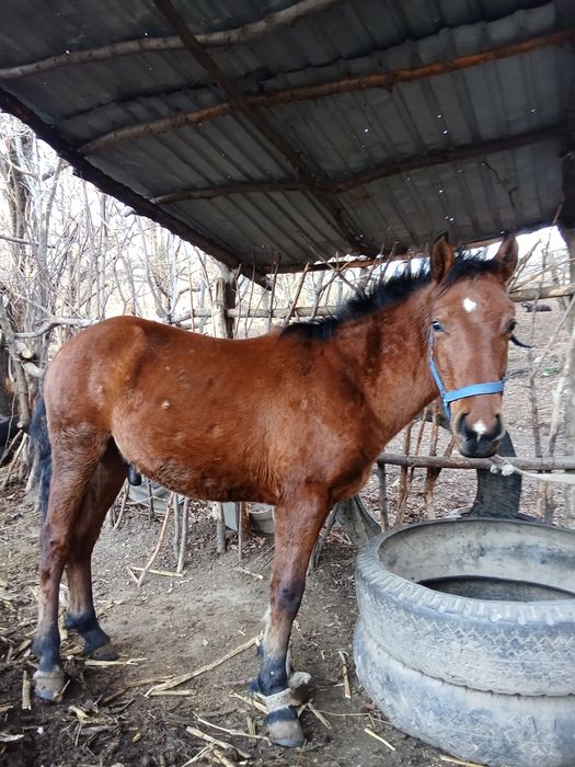 Кунан сатам срочно