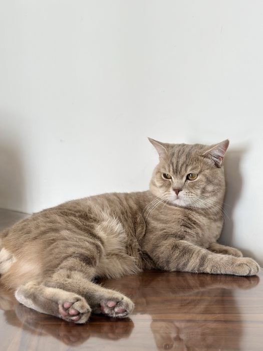 Британский котенок