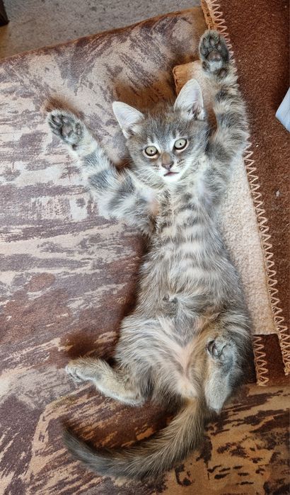 подарявам котенца