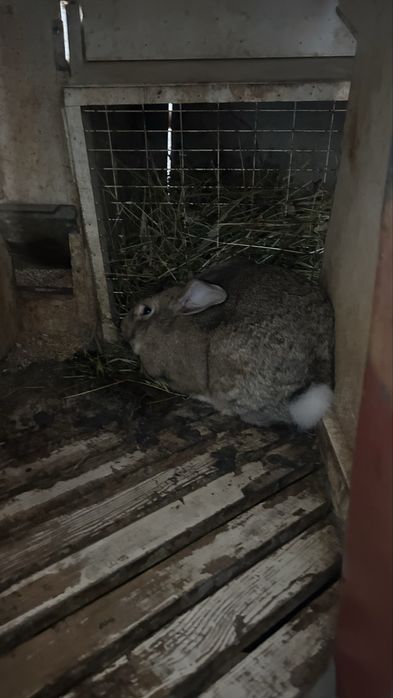 Продаются кролики оптом