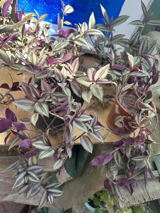 Продается комнатные цветы