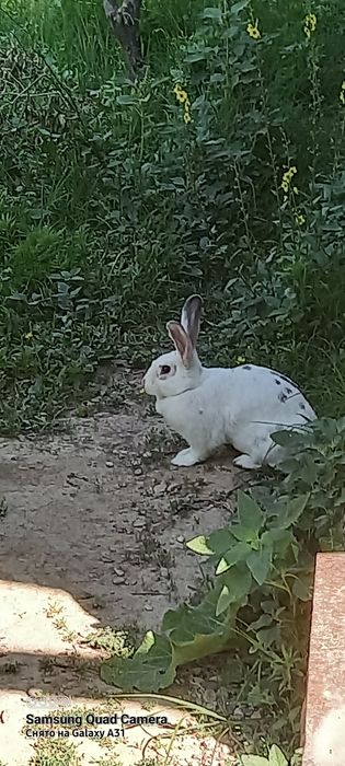 Кролик продам.. .