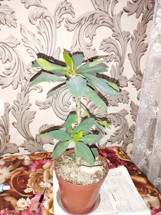 Фикусы и молочай крупноцветковый