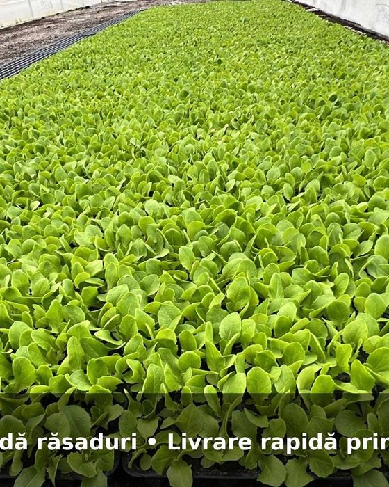Răsad salată verde/creață verde/creață roșie - livrare prin curier