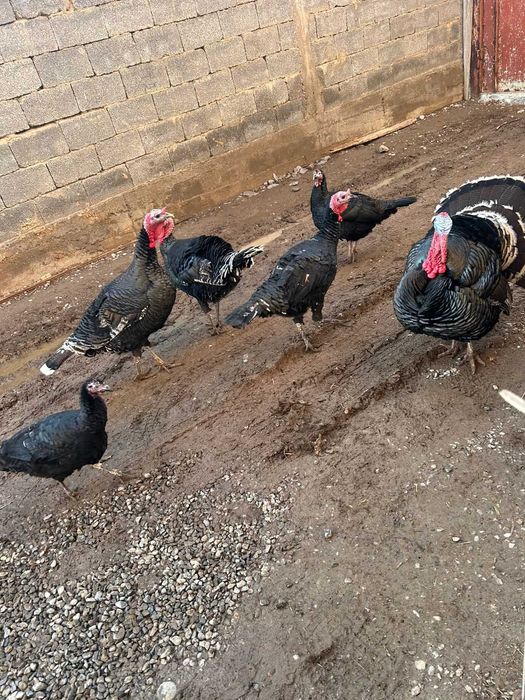 взрослые готовые