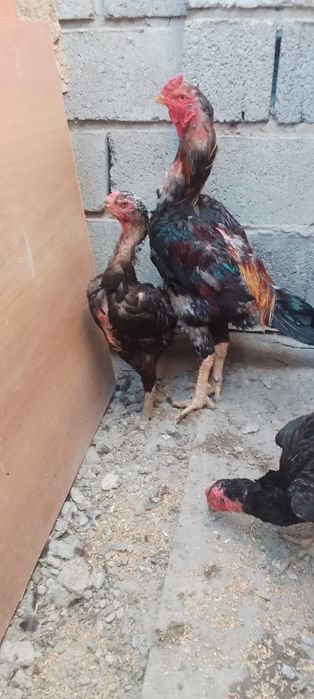 Продаются петух и куры бойцовые