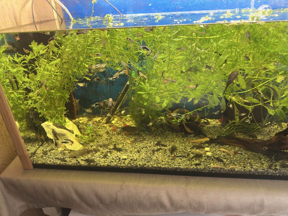 Guppy si ancistrus