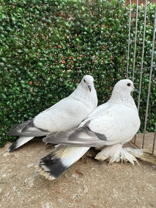 Саксонски Леден гълъб