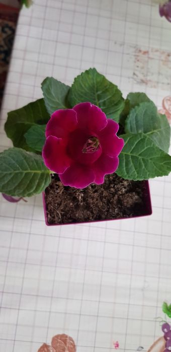 Продам глоксинии сортовые