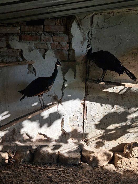 Пауни-опал,спалдинг и чернокрили