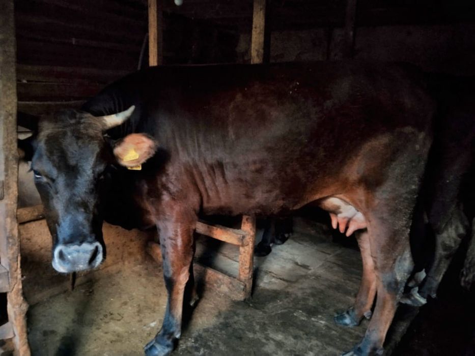 Продается первотёлка с телёнком