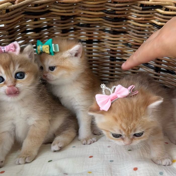 Котятa золoтыe шиншиллы для вас!