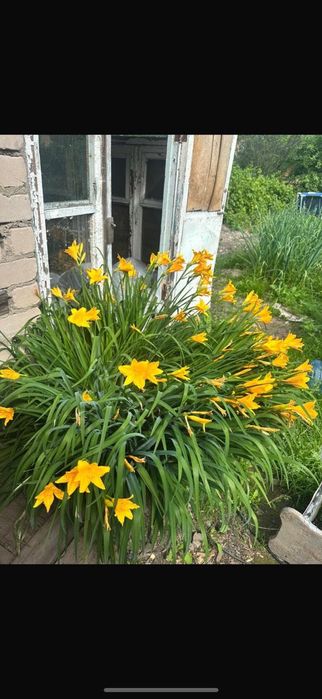 Продам дом , дача.