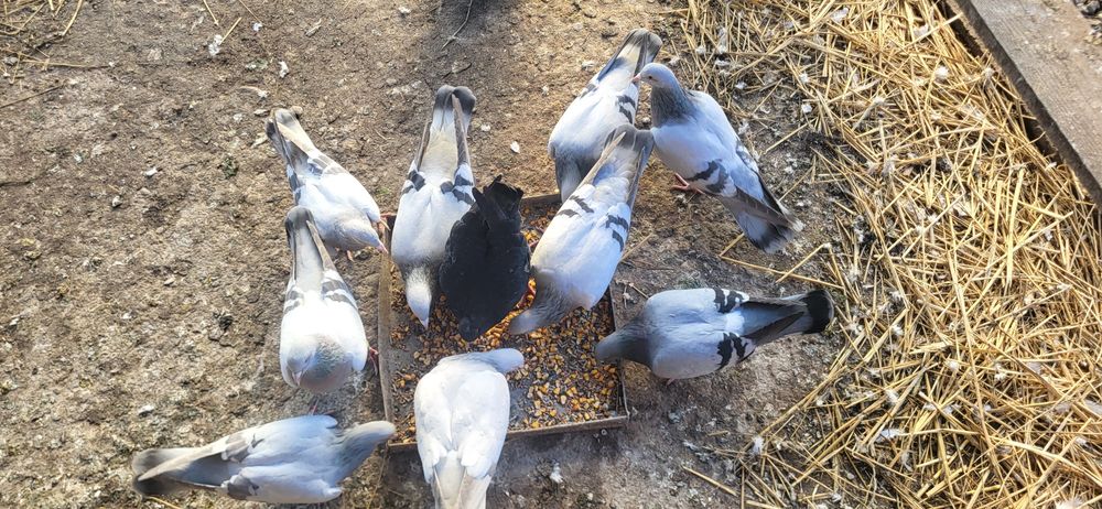 Ciocarlii de cobur kingi