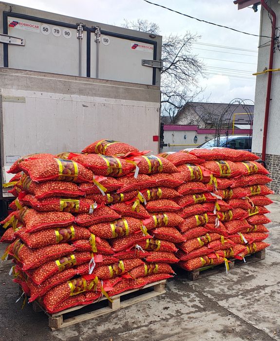 Vând Arpagic Olanda STUGARTER 14/17