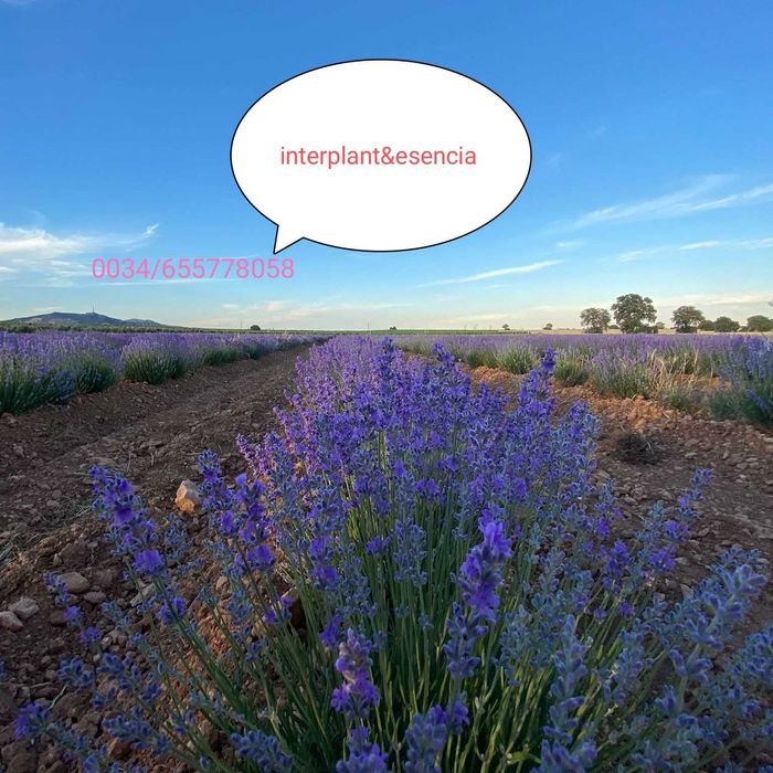 Butasi de Lavanda sevastopolis,campania 2025-2026