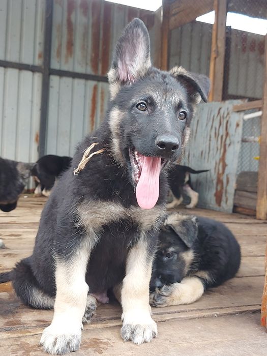 Щенки Восточноевропейской овчарки