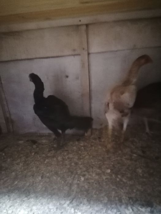 Дакан вьетнам кытай