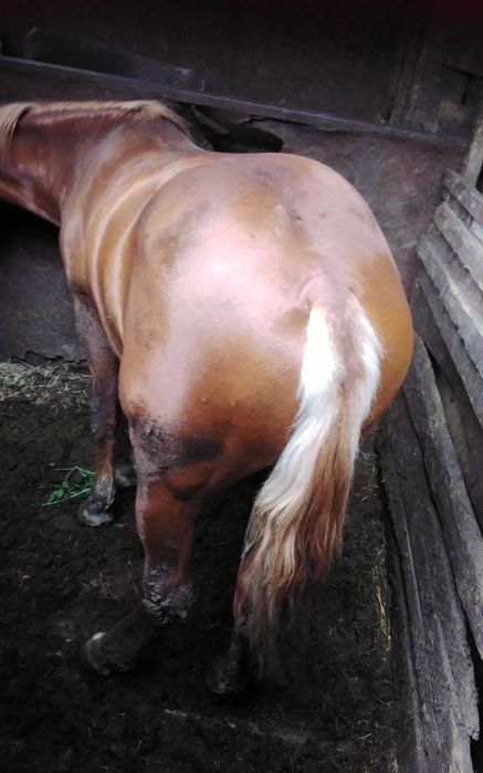 Продам Жеребца полутяж