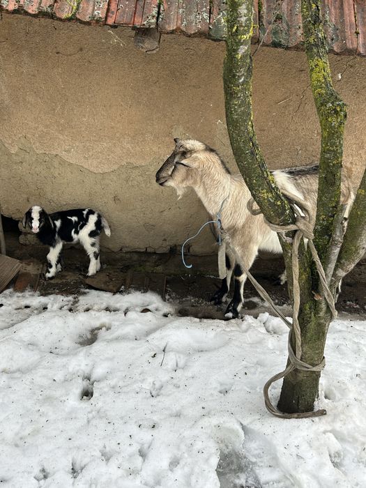 Vand o iada la prima fatare