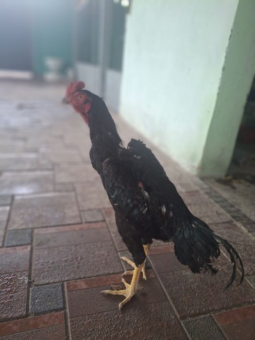 Дакан қораз сатылады