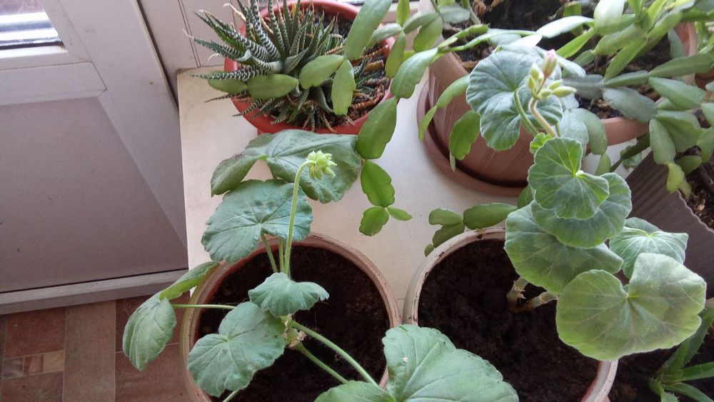 Продам герани комнатные